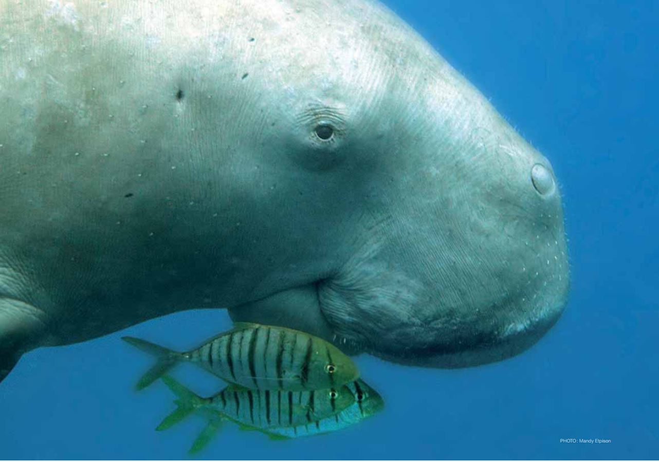 Dugong or Sea Cow a Protected Marine Mammal of the Philippines