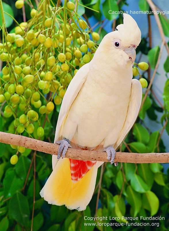 Philippine Cockatoo (Cacatua Haematuropygia)