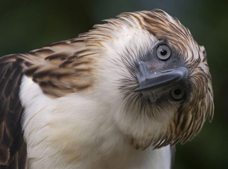 Critically endangered: The Philippine Eagle - What Do We Know After a 100 years