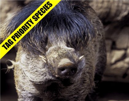 Visayan Warty Pig Wild Swine with a WILD Look