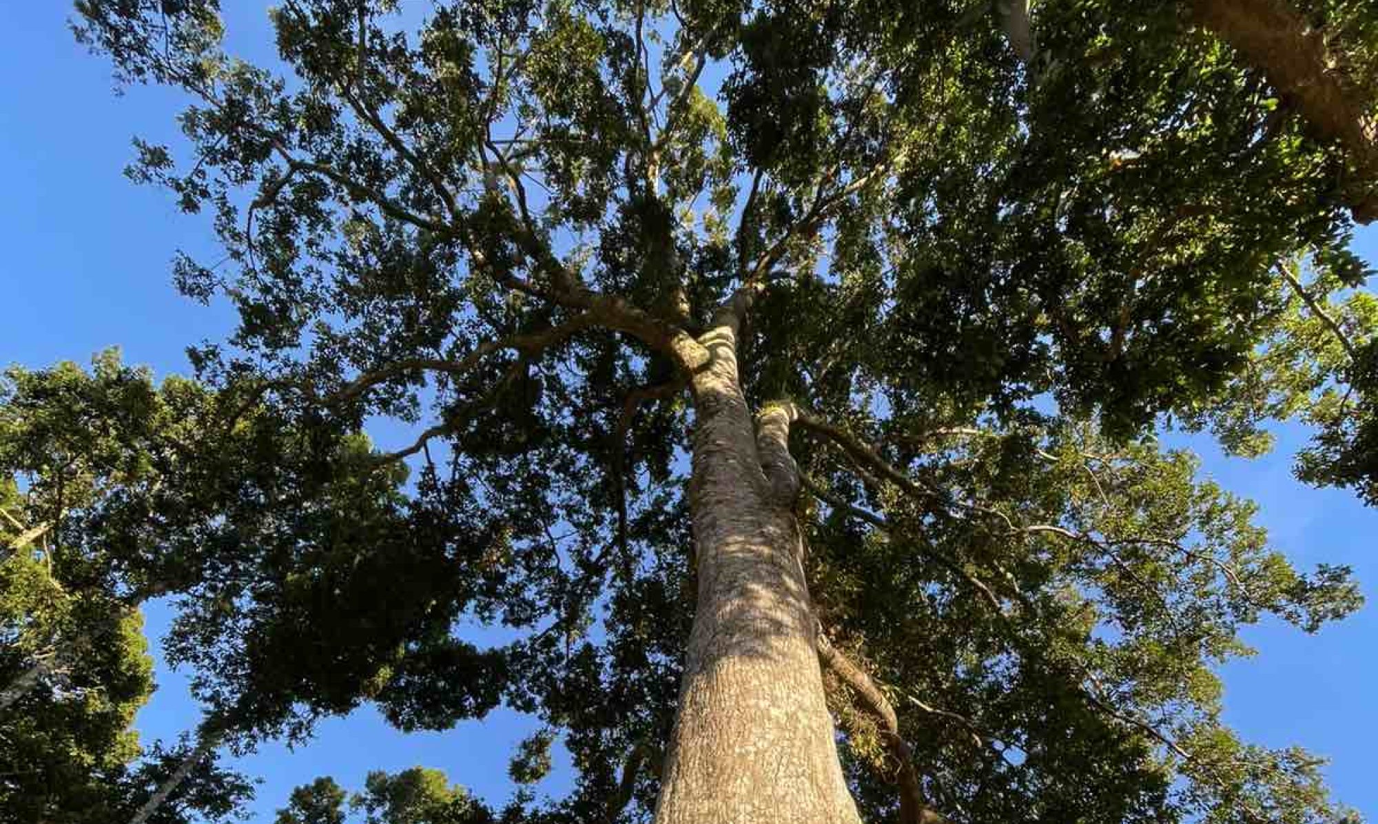 Green Convergence for safe food healthy environment and sustainable economy